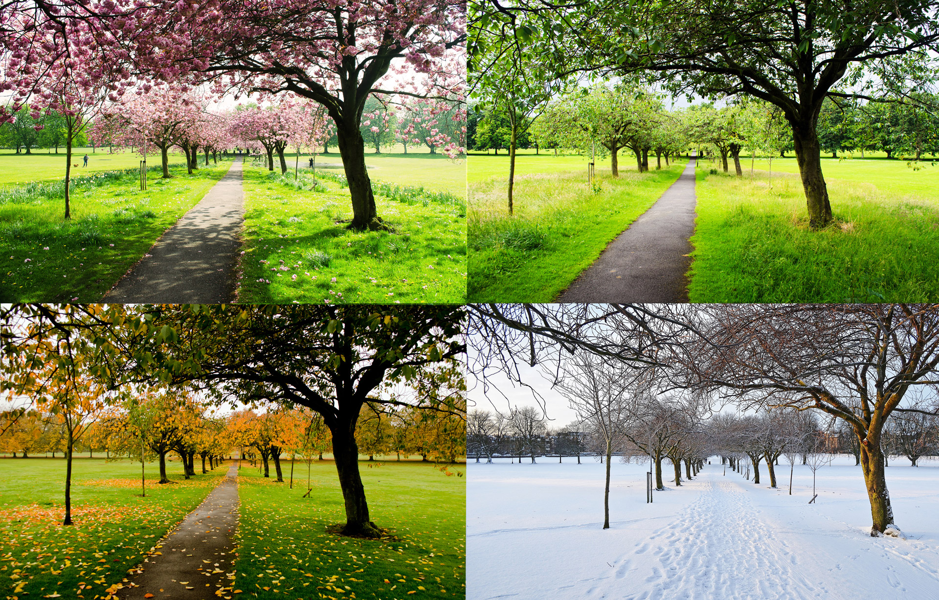 The same photo of a path across four different seasons